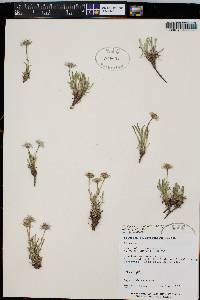 Erigeron leiomerus image