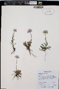 Erigeron leiomerus image