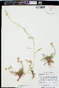 Erigeron lonchophyllus image