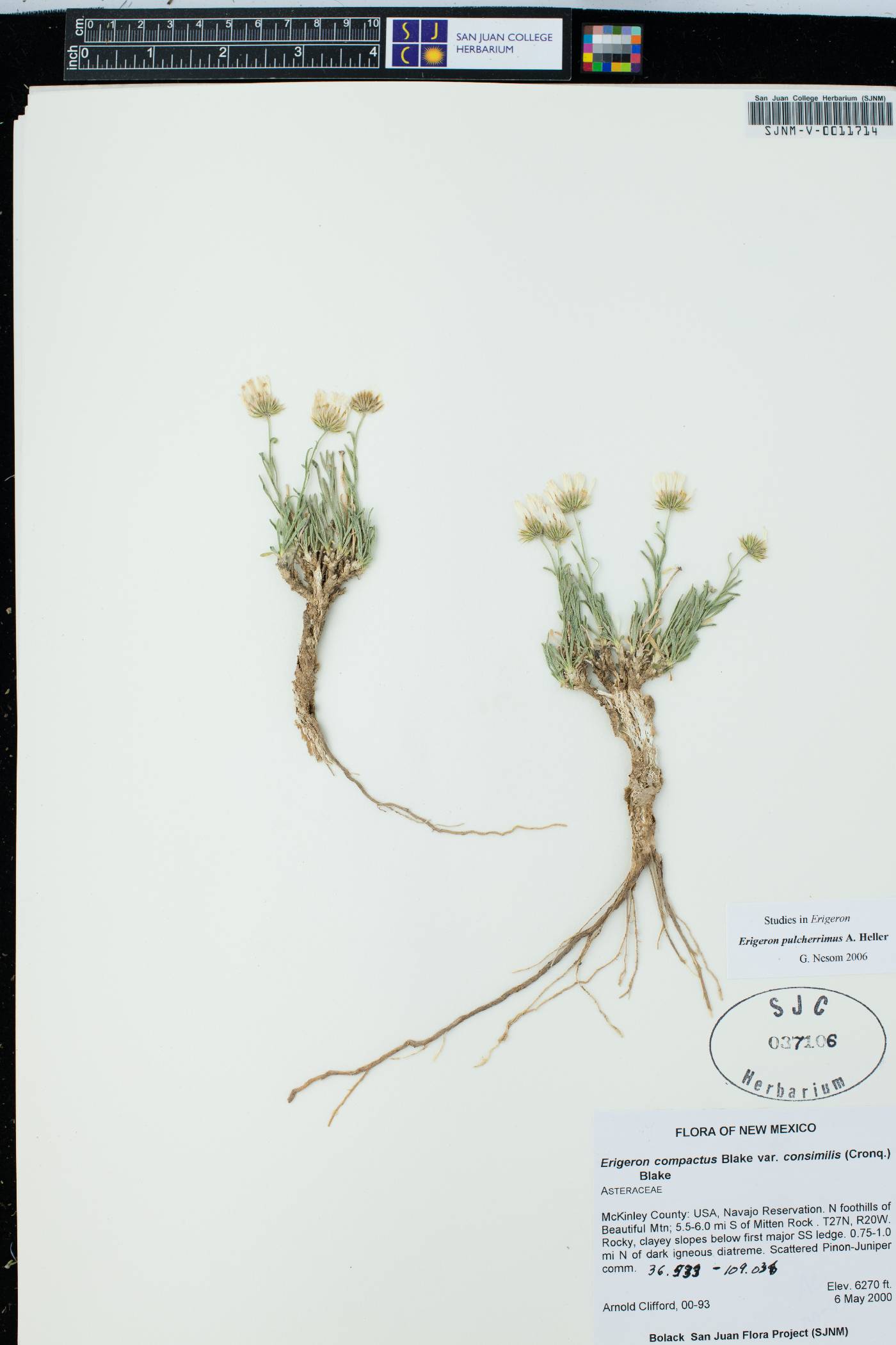 Erigeron pulcherrimus image