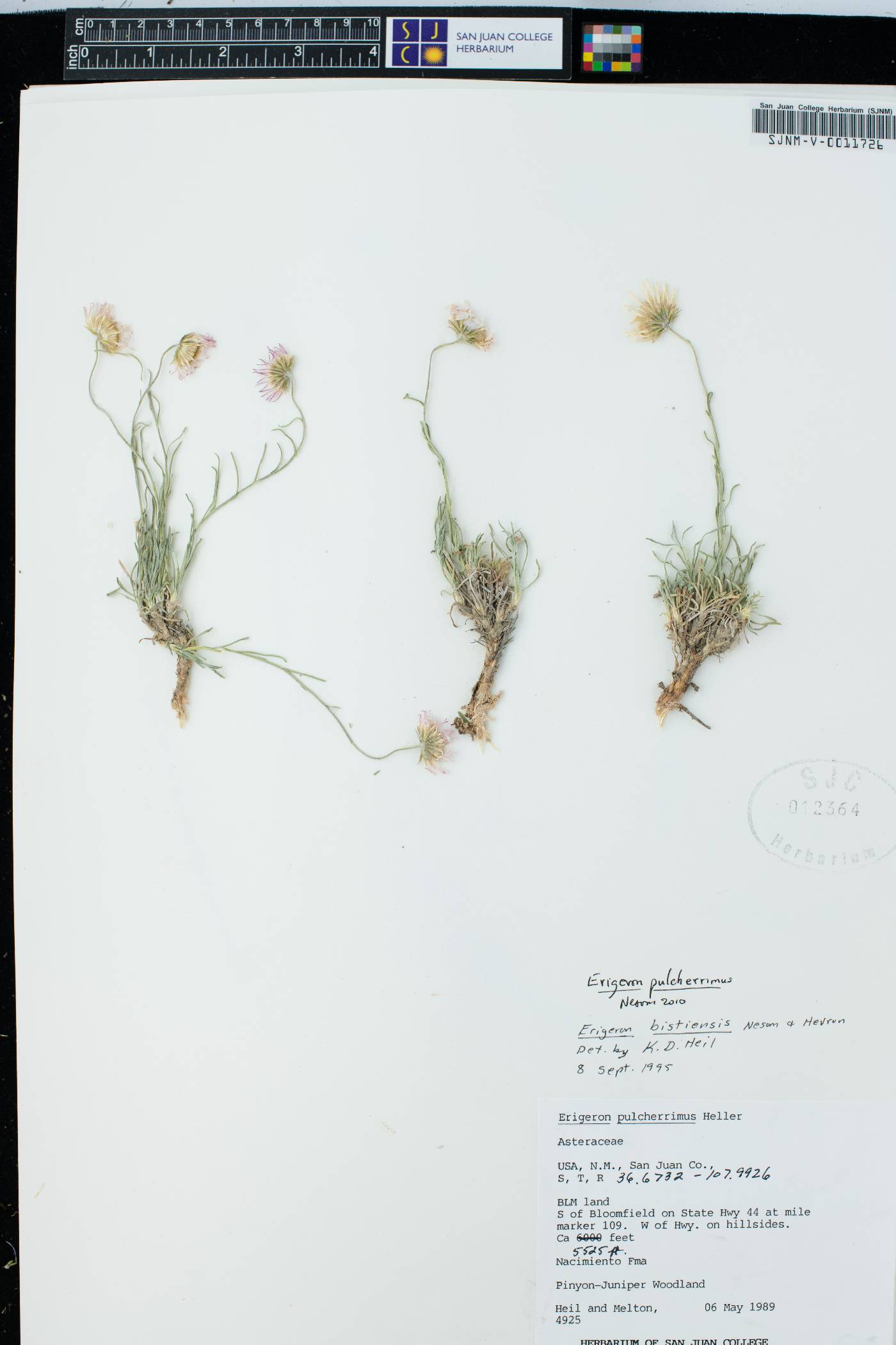 Erigeron pulcherrimus image