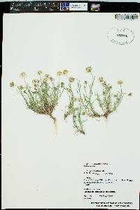 Erigeron pumilus image