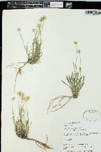 Erigeron pumilus var. pumilus image