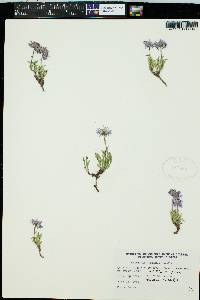 Erigeron rydbergii image