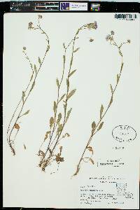 Erigeron tenuis image