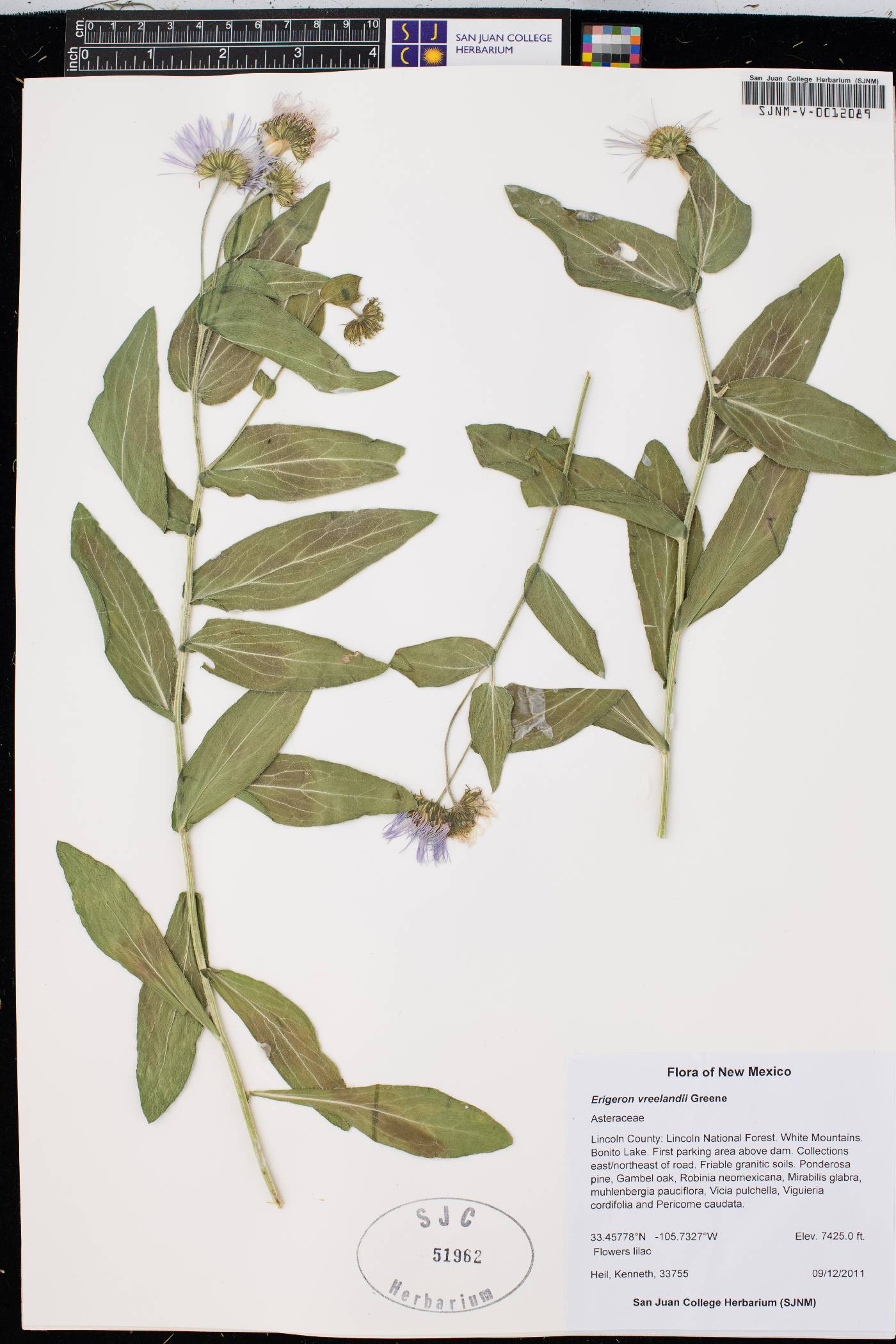 Erigeron vreelandii image