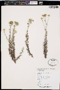 Eriophyllum confertiflorum image