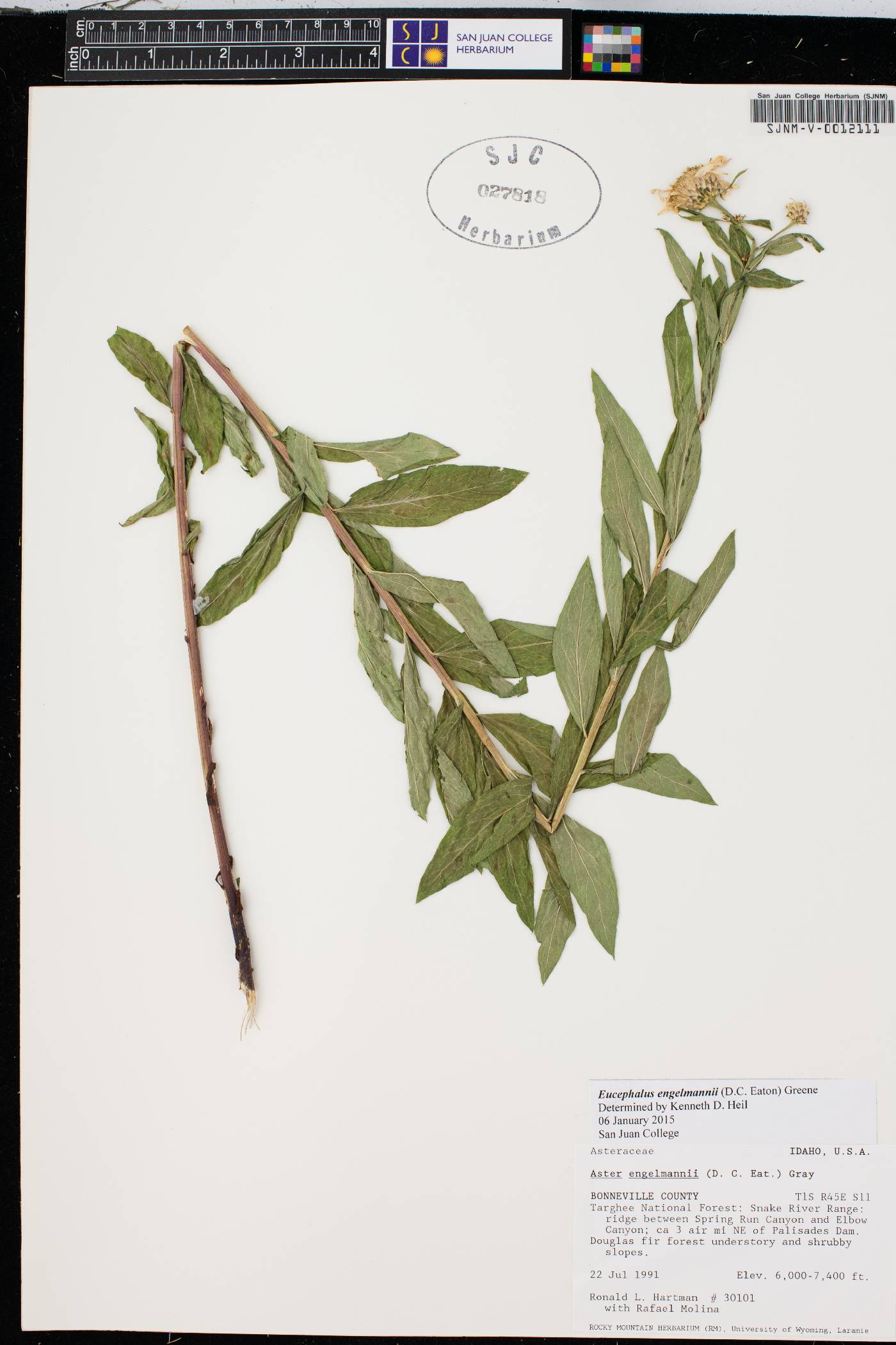 Eucephalus engelmannii image