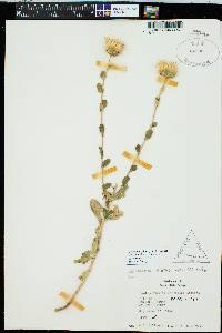 Grindelia ciliata image