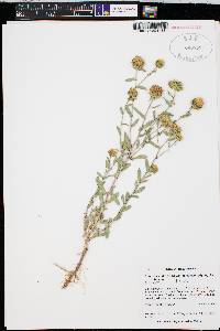 Grindelia nuda image