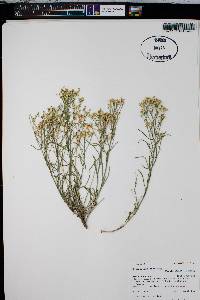Gutierrezia sarothrae image
