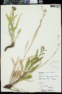 Helianthella microcephala image
