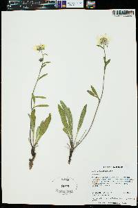 Phacelia neomexicana image