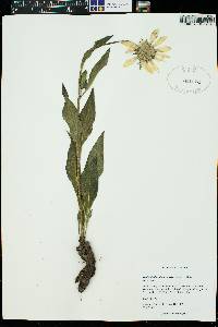 Helianthella quinquenervis image