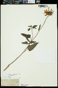 Helianthus petiolaris image