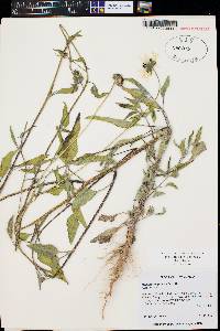 Helianthus petiolaris subsp. fallax image