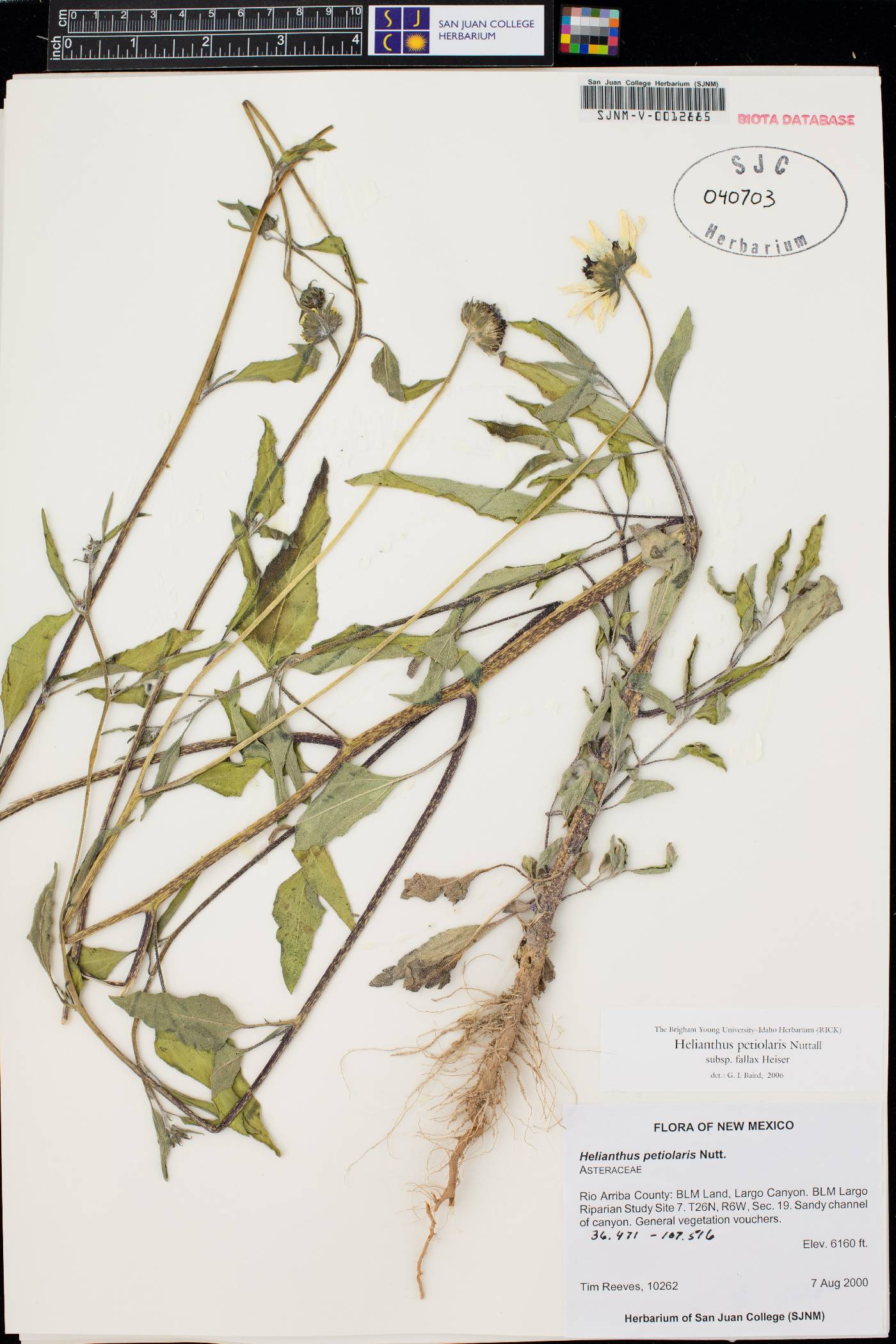 Helianthus petiolaris subsp. fallax image