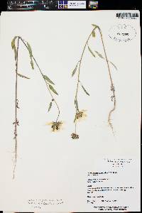 Helianthus petiolaris subsp. fallax image