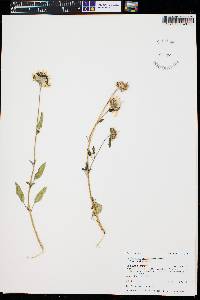 Helianthus petiolaris var. petiolaris image