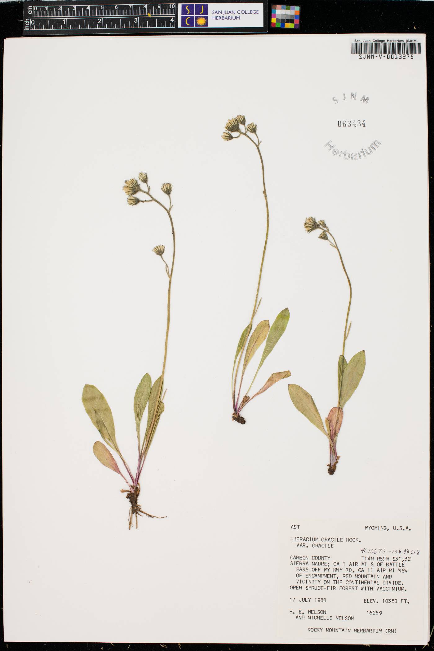 Hieracium gracile var. gracile image