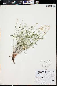 Hymenopappus filifolius var. pauciflorus image