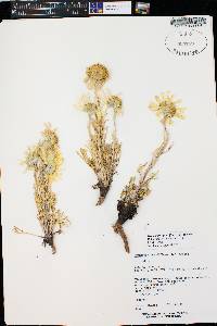 Hymenoxys grandiflora image