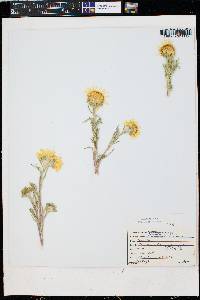 Hymenoxys grandiflora image