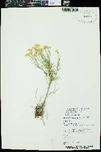 Hymenoxys richardsonii var. floribunda image