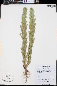 Laennecia coulteri image