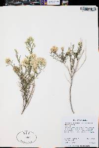 Lorandersonia baileyi image