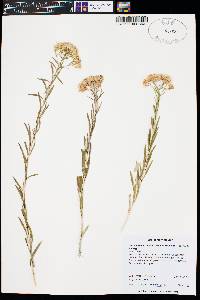 Lorandersonia linifolia image