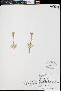 Lygodesmia grandiflora image