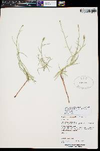 Lygodesmia grandiflora var. entrada image