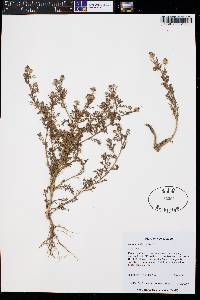 Matricaria discoidea image