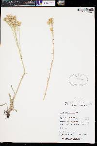 Packera neomexicana var. mutabilis image