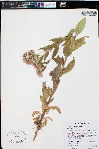 Pluchea odorata image