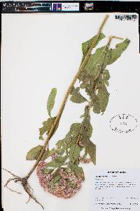 Pluchea odorata image