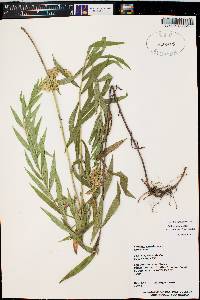 Solidago lepida image