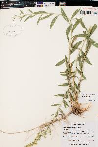 Solidago lepida image