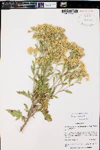 Senecio eremophilus image