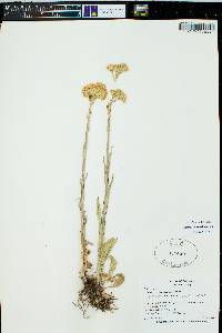 Senecio integerrimus image