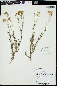 Senecio lemmonii image