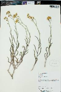 Senecio spartioides image