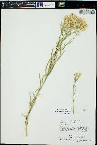 Senecio spartioides image