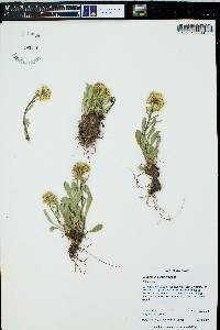 Solidago multiradiata image