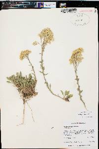 Solidago nana image