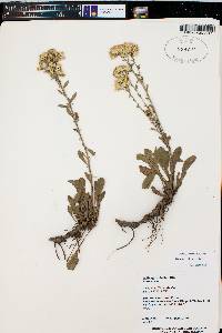 Solidago nana image