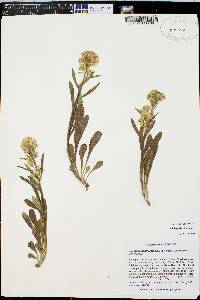 Solidago simplex image