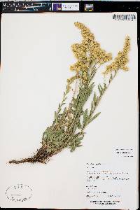 Solidago velutina subsp. sparsiflora image