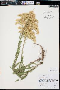 Solidago velutina subsp. sparsiflora image